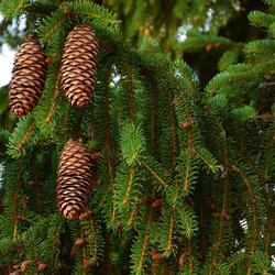 2015-07 Savoie/Jarrier/DSC_0058.JPG